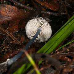 Entoloma albidocoeruleum