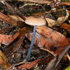 Entoloma albidocoeruleum