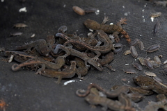 Canterbury Gecko photo 5