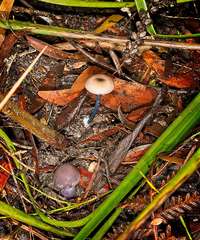 Entoloma albidocoeruleum