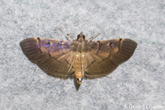 Bacotoma
