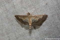 Cnaphalocrocis