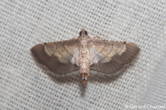 Cnaphalocrocis