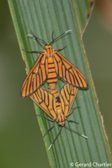 Amata tigrina
