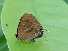 Deudorix epijarbas menesicles