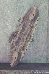 Anisoneura aluco