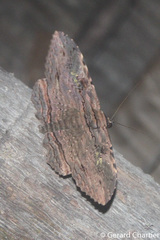 Anisoneura aluco