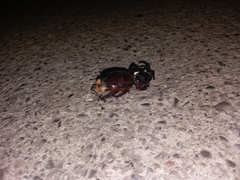 Oryctes nasicornis