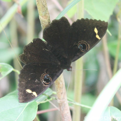 Erebus hieroglyphica