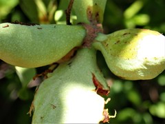 Xylopia