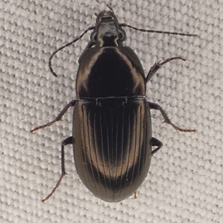 Stenocrepis duodecimstriata