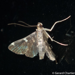 Piletocera aegimiusalis