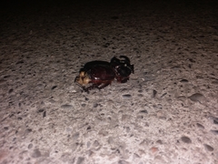 Oryctes nasicornis