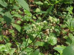 Galium platygalium