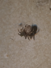 Araneae