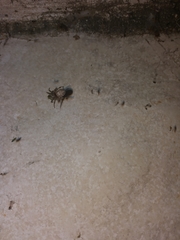 Araneae