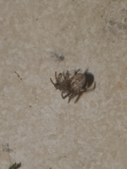 Araneae