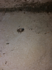 Araneae