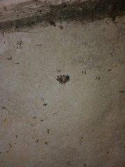Araneae