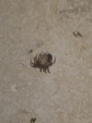 Araneae