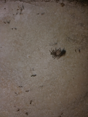 Araneae