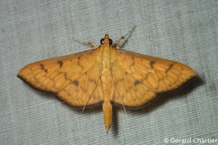 Endocrossis caldusalis