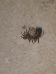 Araneae