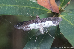 Paracymoriza albifascialis
