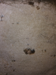 Araneae