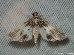 Paracymoriza albifascialis