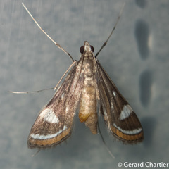 Strepsinoma croesusalis