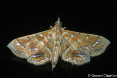 Daulia afralis