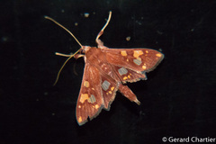 Chalcidoptera emissalis