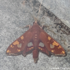 Chalcidoptera emissalis