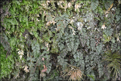 Pleurosoriopsis makinoi