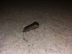Trichoptera