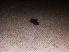 Trichoptera