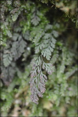 Pleurosoriopsis makinoi
