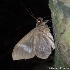 Ischyja inferna