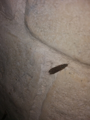 Trichoptera