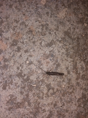Trichoptera