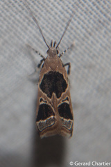 Deltoplastis