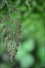 Pleurosoriopsis makinoi