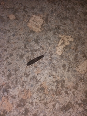 Trichoptera