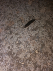 Trichoptera