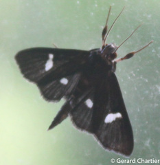 Nosophora