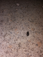Coleoptera