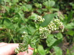 Galium platygalium
