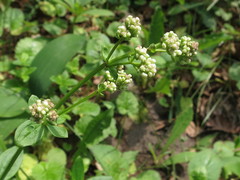Galium platygalium