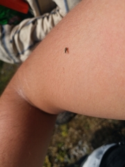 Coleoptera